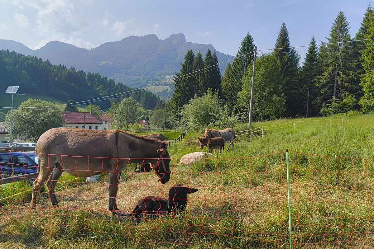 Asinelli del Camping Amabile, protagonisti delle attività di pet therapy