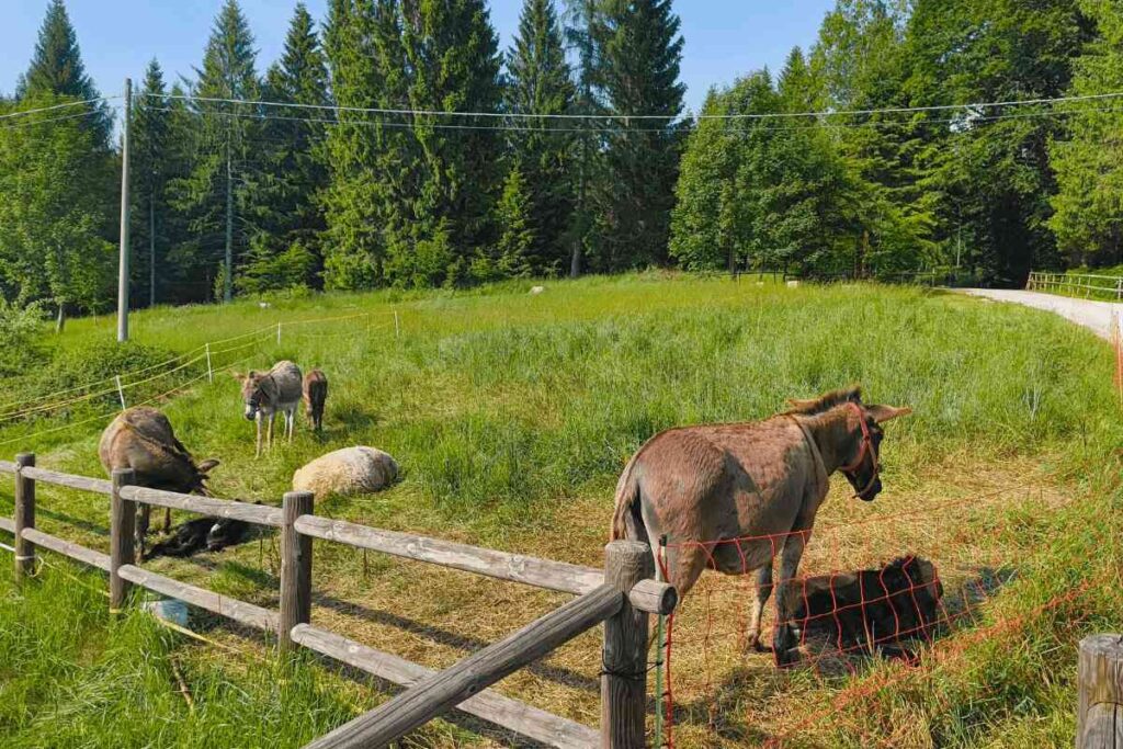Gli asini pascolano nel recinto del Camping Amabile