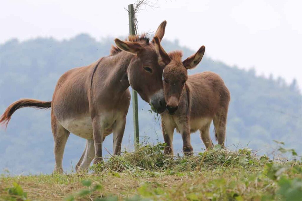 Madre e figlia asinine nei pascoli di Tonezza del Cimone