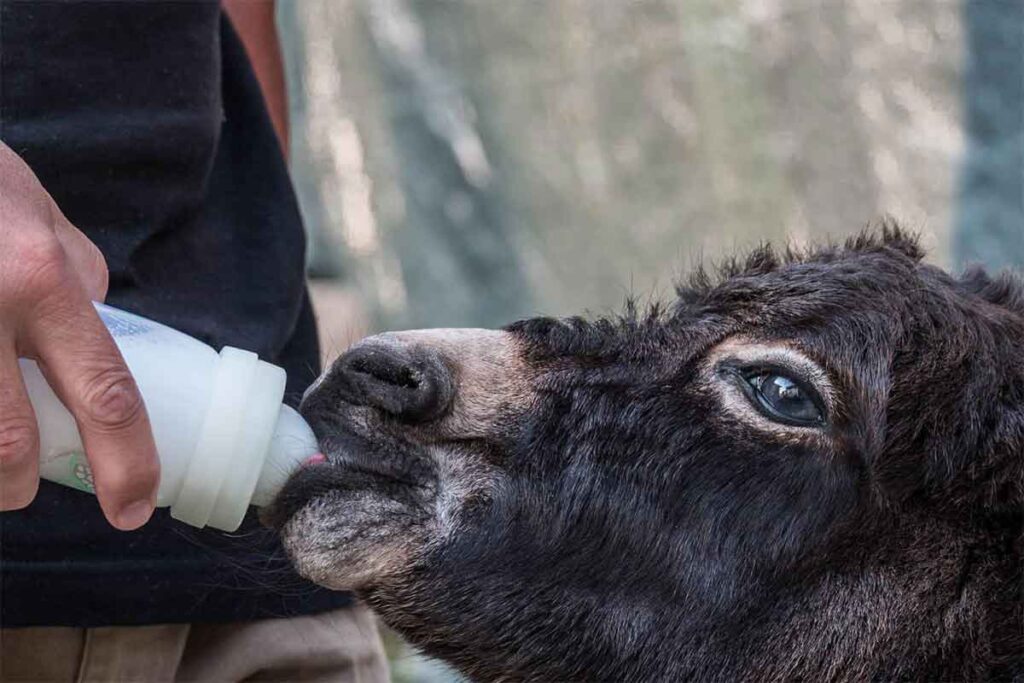 Adelaide da cucciola svezzata all'interno del Camping Amabile